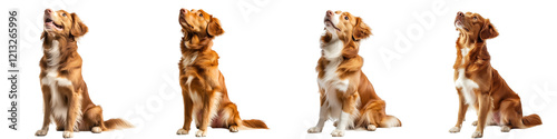 Nova Scotia Duck Tolling Retriever – Adorable Brown & White Sitting Dog with Fluffy Fur, Looking Up – Isolated on Transparent Background