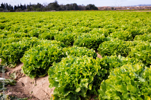 Beds with green endive on the field