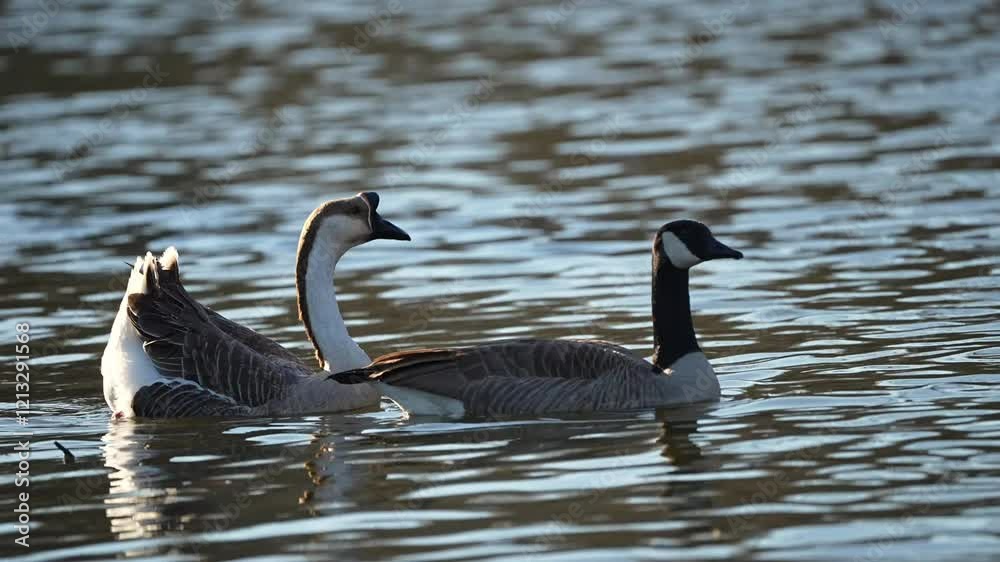 pair of chinese goose/swan goose, pair of chinese goose/swan goose,