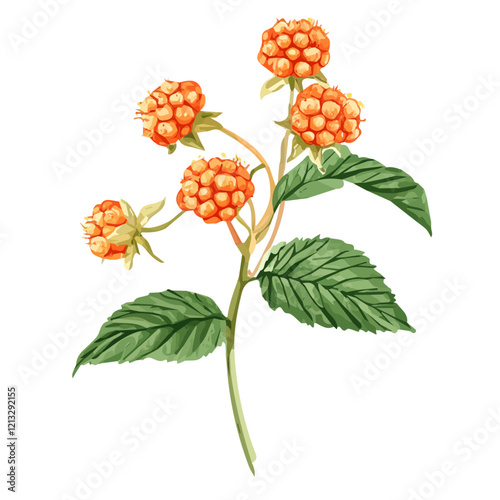 Salmonberry Plant with Ripe Berries | Artistic Watercolor Botanical Illustration.  
