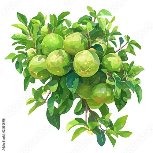 Tahitian Lime Tree with Fruit – Watercolor Illustration, Lush Fruit Tree Art, Hand-painted Lime Tree Design, Tropical Lime Tree Artwork, Botanical Watercolor Nature Piece
