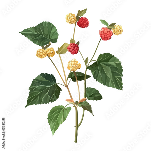Thimbleberry Plant with Fruit – Watercolor Illustration, Botanical Art, Fruit-bearing Plant Painting, Nature-inspired Artwork, Vibrant Watercolor Plant with Thimbleberry Fruits
