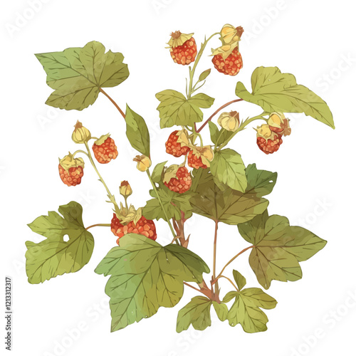 Wallpaper Mural Thimbleberry Plant with Fruit – Watercolor Illustration, Botanical Art, Fruit-bearing Plant Painting, Nature-inspired Artwork, Vibrant Watercolor Plant with Thimbleberry Fruits
 Torontodigital.ca