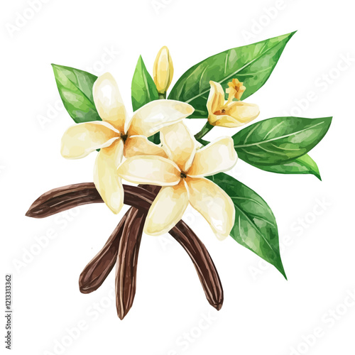 Vanilla Vine with Fruit – Watercolor Illustration, Botanical Art, Fruit-bearing Plant Painting, Nature-inspired Artwork, Vibrant Watercolor Vine with Vanilla Pods
