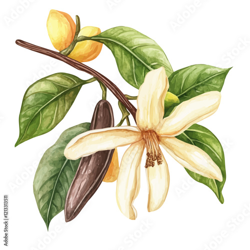 Wallpaper Mural Vanilla Vine with Fruit – Watercolor Illustration, Botanical Art, Fruit-bearing Plant Painting, Nature-inspired Artwork, Vibrant Watercolor Vine with Vanilla Pods
 Torontodigital.ca