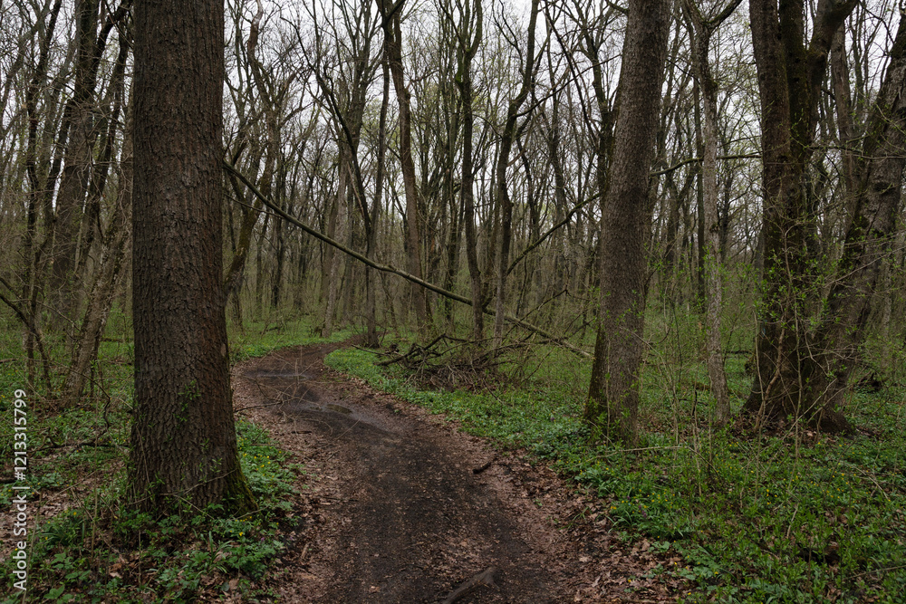 Path in spring forest nature landscape Path in spring forest nature landscape