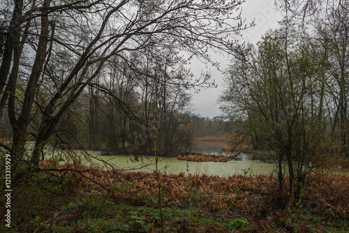 Swamp in forest, early spring nature photo