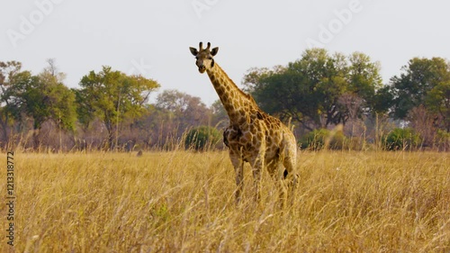 Giraffe Thornicrofti - endemic of Zambia. photo