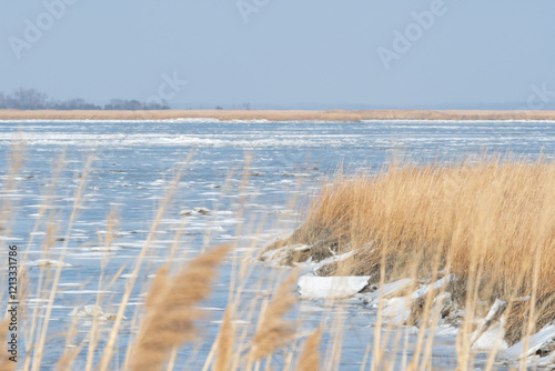 icy cold and partially frozen tidal waters the US Mid Atlantic region lined by tall golden brown stalks of reed grass