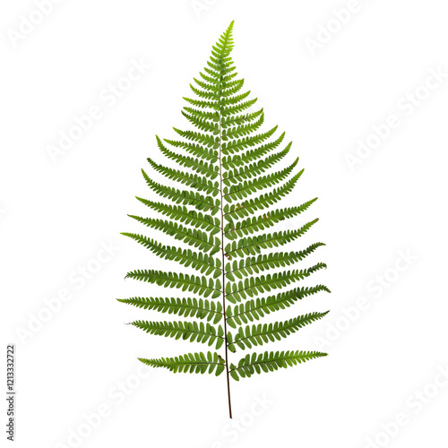 A single Boston fern leaf on a transparent background, highlighting its intricate structure.