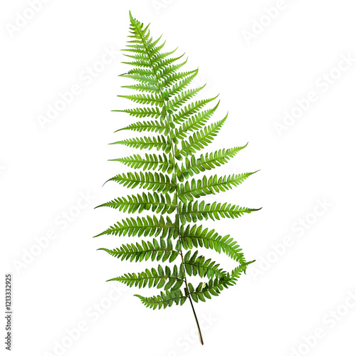 Elegant Boston fern leaf on a see-through background, emphasizing its natural beauty.