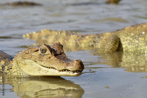 Caiman de rio photo