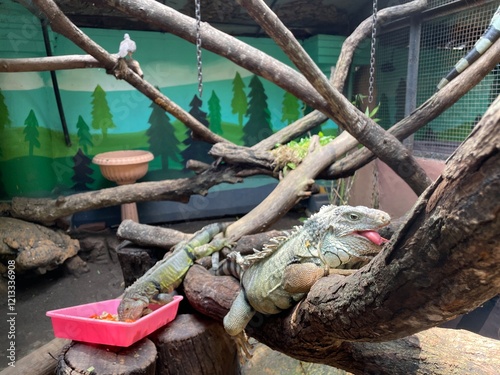 Lazy guana lying on branch isolated on cage in surabaya zoo photo