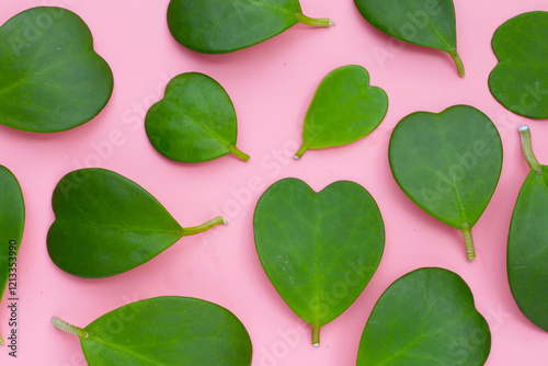 Canvas Print Green leaves of sweetheart hoya plant