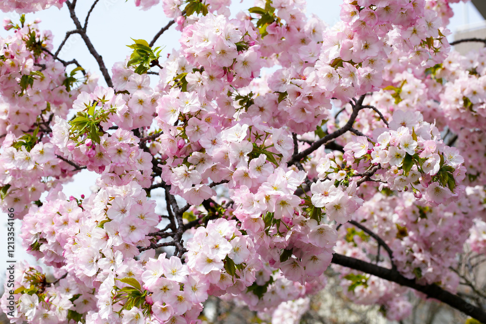 Branches of sakura flowers, cherry blossom Branches of sakura flowers, cherry blossom