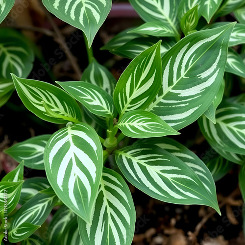 Slipper flower leaves are green with white stripes. Leaves are thick and lanceolate or oval. Leaf tips are pointed and the leaf margins are smooth or slightly wavy. Pedilanthus tithymaloides (L.) Poit photo