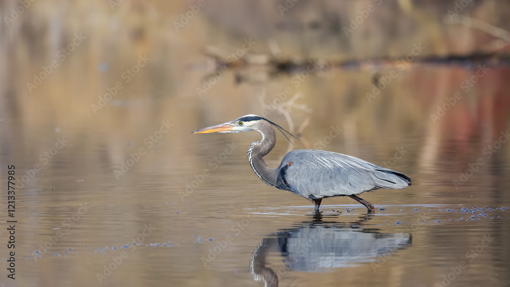 A single Great Blue Heron bird in the marsh lands . A single Great Blue Heron bird in the marsh lands .