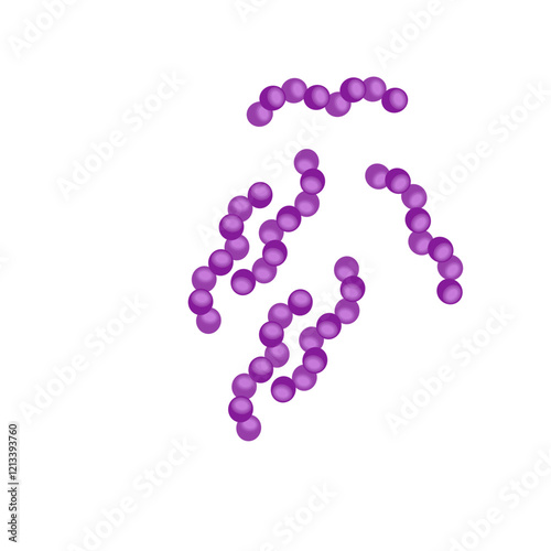 Streptococcus pneumoniae bacteria
