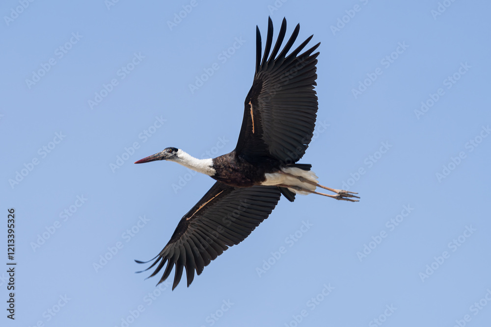 Fototapeta premium Asian Woolly-necked Stork in flight. This large wading bird with a distinctive white neck is found in wetlands and forests across Asia.