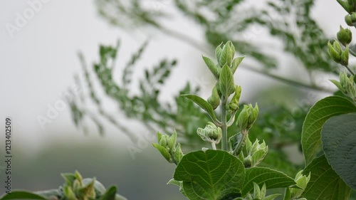 Clerodendrum trichotomum plant buds. Its other names  harlequin glorybower, glorytree and peanut butter tree. This is a species of flowering plant in the family Lamiaceae. Wildflower. photo