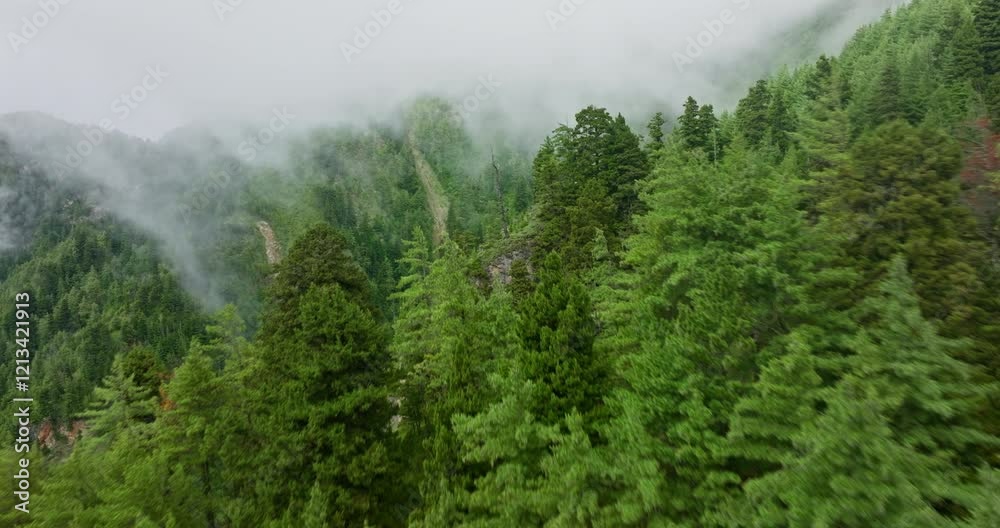 Serene Fog Over Pine-Covered Mountains In Nepal Serene Fog Over Pine-Covered Mountains In Nepal