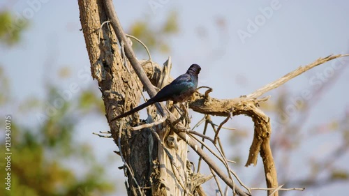 Close-up of a Meves's starling (Lamprotornis mevesii) perched on a branch of a tree with no leaves. The background is blurred, focusing on the bird's features and colors. photo