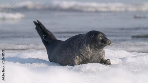 Alone serene seal moving on floating ice floe in the water, looking around