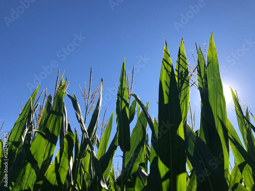 Corn Stalks on a Nice  Day