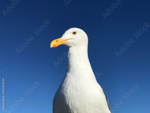 Close up of Seagull