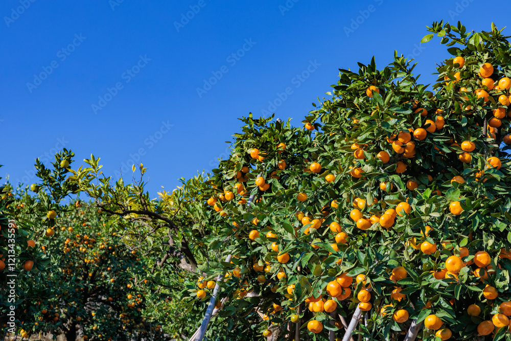 Delicious mandarin oranges in a mandarin orchard before harvest. Delicious mandarin oranges in a mandarin orchard before harvest.