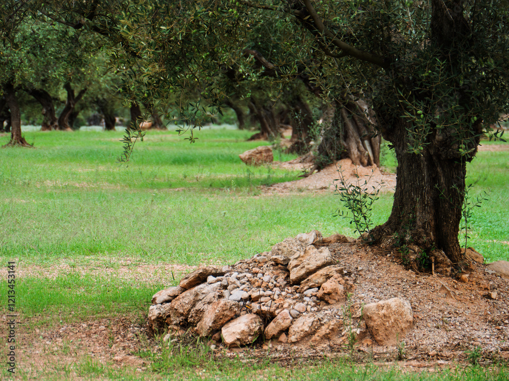 Olive Trees in a Lush Green Organic Orchard Olive Trees in a Lush Green Organic Orchard