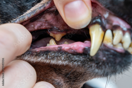 Close-up of dog's dental health with tartar buildup on canine teeth. Tartar and plaque on teeth, examination before surgery photo