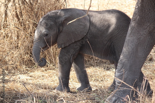 elephant