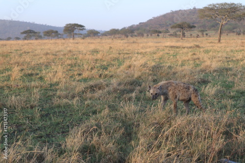 Hyena