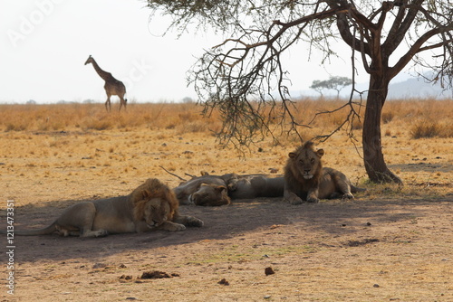 Lions