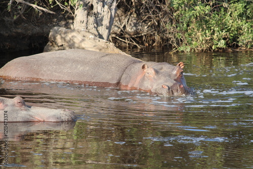 Hippo