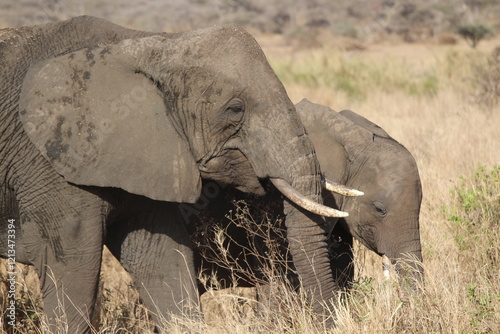 Elephant