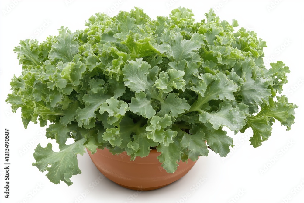 Fototapeta premium Lush Green Plant In Terracotta Pot Vibrant Foliage And Textured Leaves