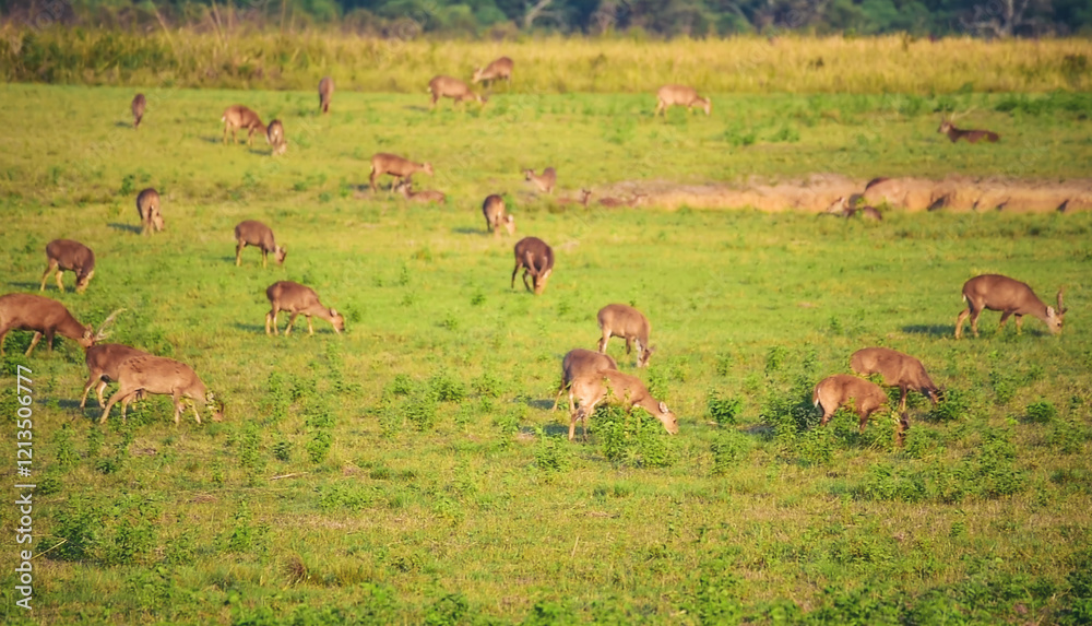 Fototapeta premium Herd Of Spotted brown deer wild animal grazing grass in green national forest park on morning sunrise. Large Group of Japanese deer eat green grass meadow wildlife zoo. Wilderness animal outdoors