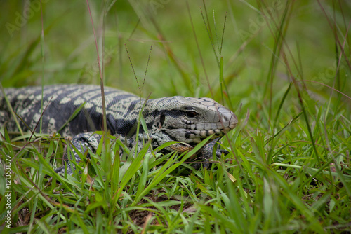 snake in the grass. Lizard in the grass