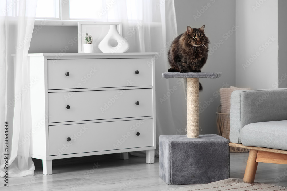 Cute fluffy cat sitting on scratching post at home Cute fluffy cat sitting on scratching post at home