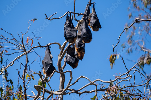 Group of Grey-Headed Flying Foxes on branch photo