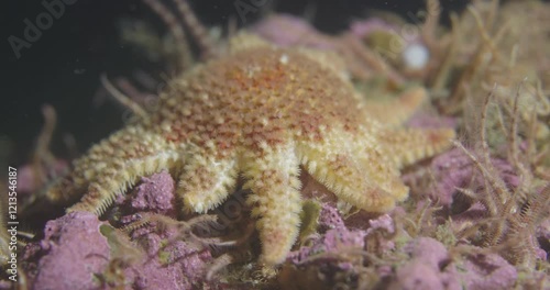 Underwater 60fps Footage of Spiny Sun Star (Crossaster papposus) in Percé, Québec photo