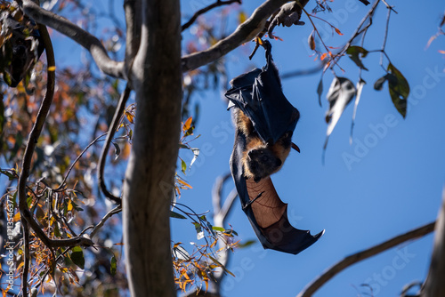 Grey-Headed Flying Fox Wing Outstretched photo