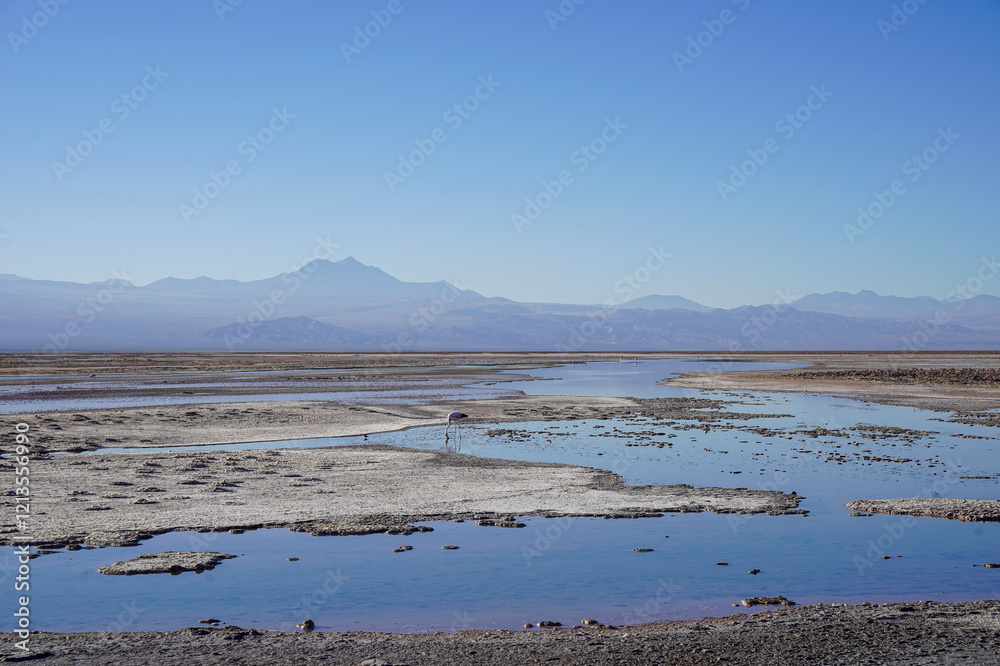 Flamingos at Laguna Chaxa, Los Flamencos National Reserve, Salar de Atacama, San Pedro de Atacama, Chile Flamingos at Laguna Chaxa, Los Flamencos National Reserve, Salar de Atacama, San Pedro de Atacama, Chile