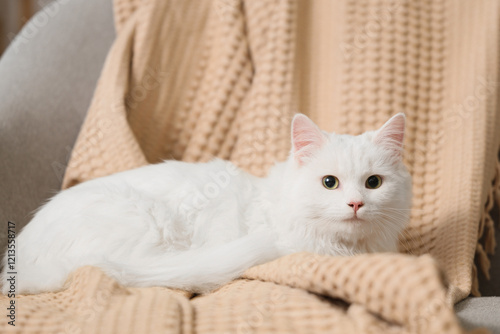 Cute white cat with plaid lying on sofa at home, closeup