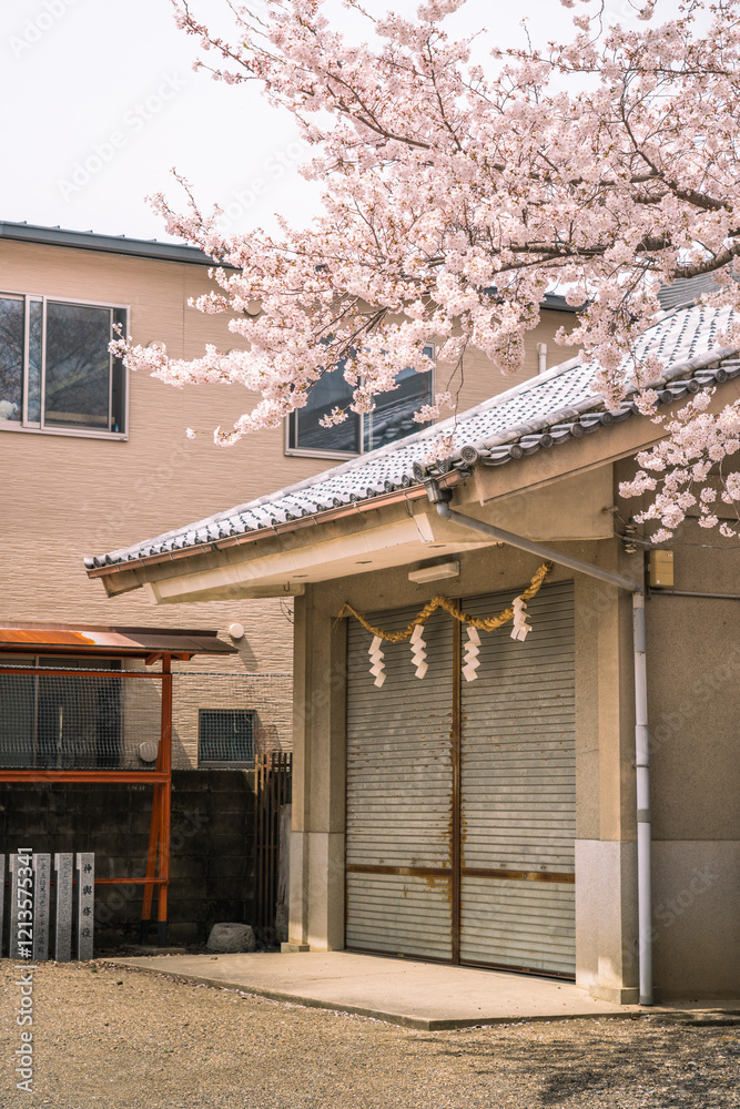 Background of Japanese shrine and cherry blossoms in spring Background of Japanese shrine and cherry blossoms in spring