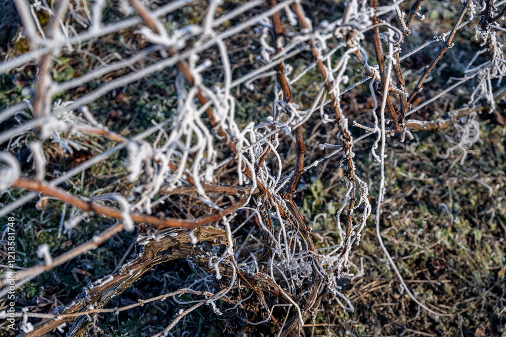 Gros plan de pied de vignes endormi sous le givre. Le cycle naturel du vignoble en repos. Idéal pour illustrer le monde viticole en saison froide. Gros plan de pied de vignes endormi sous le givre. Le cycle naturel du vignoble en repos. Idéal pour illustrer le monde viticole en saison froide.
