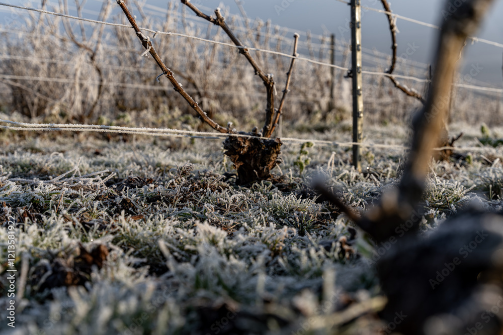 Paysage hivernal de pied de vignes endormies sous le givre. Le cycle naturel du vignoble en repos. Idéal pour illustrer le monde viticole en saison froide. Paysage hivernal de pied de vignes endormies sous le givre. Le cycle naturel du vignoble en repos. Idéal pour illustrer le monde viticole en saison froide.