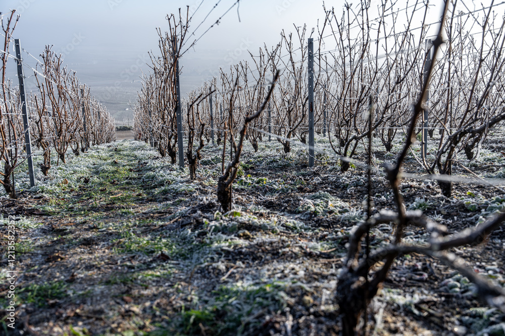 Paysage hivernal de vignes sous le givre. Le cycle naturel du vignoble en repos. Idéal pour illustrer le monde viticole en saison froide. Paysage hivernal de vignes sous le givre. Le cycle naturel du vignoble en repos. Idéal pour illustrer le monde viticole en saison froide.